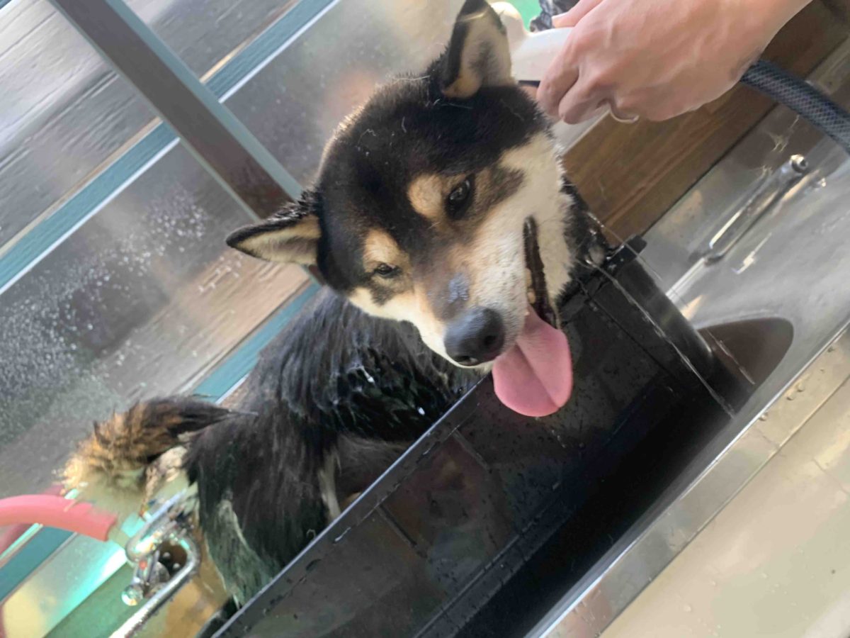 柴犬のシャンプーのコツを紹介 お風呂の頻度は ハルブログ